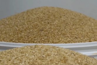 Seca compromete safra de macaxeira e afeta produção de farinha em Roraima