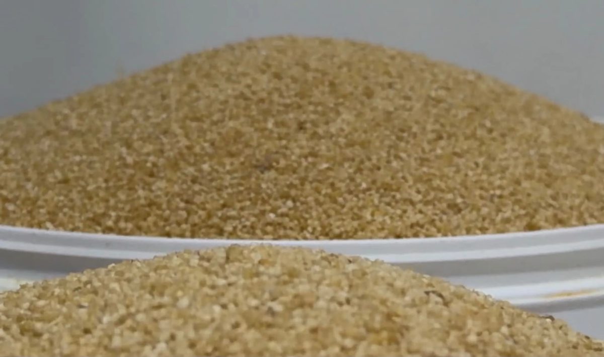 Seca compromete safra de macaxeira e afeta produção de farinha em Roraima