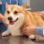 Senador propõe dedução de despesas veterinárias no IR