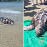 'Tartaruga-gigante' é encontrada morta em praia do litoral de SP; VÍDEO