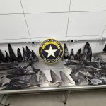 Toneladas de barbatanas de tubarão apreendidas em SC podem valer R$ 16 mil por kg e são 'iguarias' na Ásia
