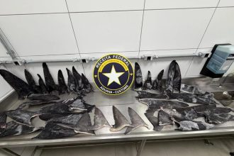 Toneladas de barbatanas de tubarão apreendidas em SC podem valer R$ 16 mil por kg e são 'iguarias' na Ásia