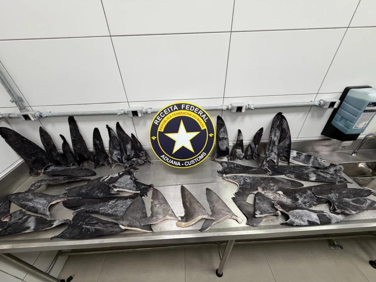 Toneladas de barbatanas de tubarão apreendidas em SC podem valer R$ 16 mil por kg e são 'iguarias' na Ásia