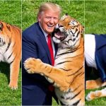 Trump publica vídeo de IA em que aparece brincando com tigre após ataque fatal na Inglaterra