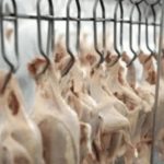 UE deve liberar frango e mel do Brasil em dezembro, diz delegação