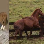 Um mês depois, égua escolhida para ter filhote de Cavalo Caramelo, símbolo da enchente no RS, ganha peso e dá sinais de cio