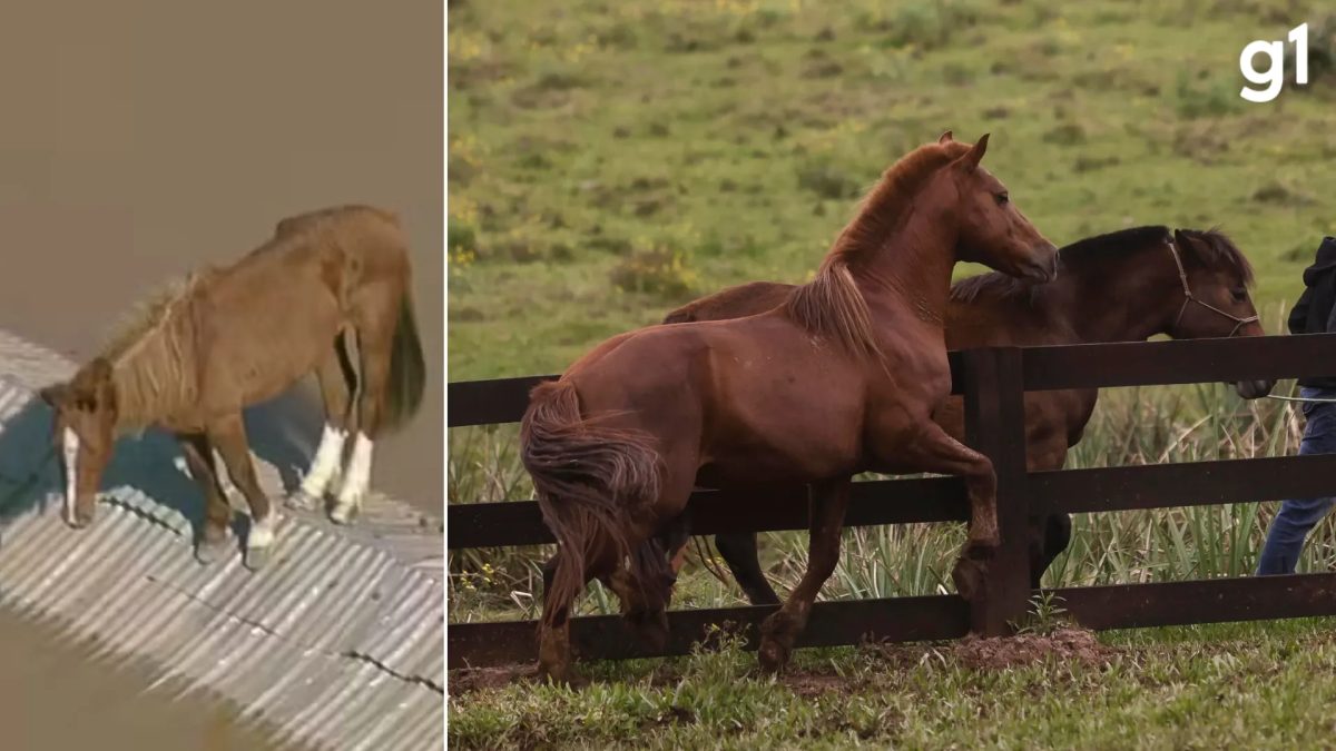 Um mês depois, égua escolhida para ter filhote de Cavalo Caramelo, símbolo da enchente no RS, ganha peso e dá sinais de cio