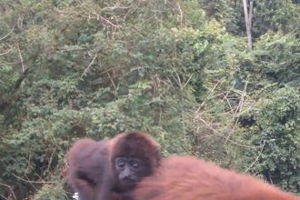VÍDEO: bugios ameaçados de extinção atravessam ponte e se aproximam de câmera em SC