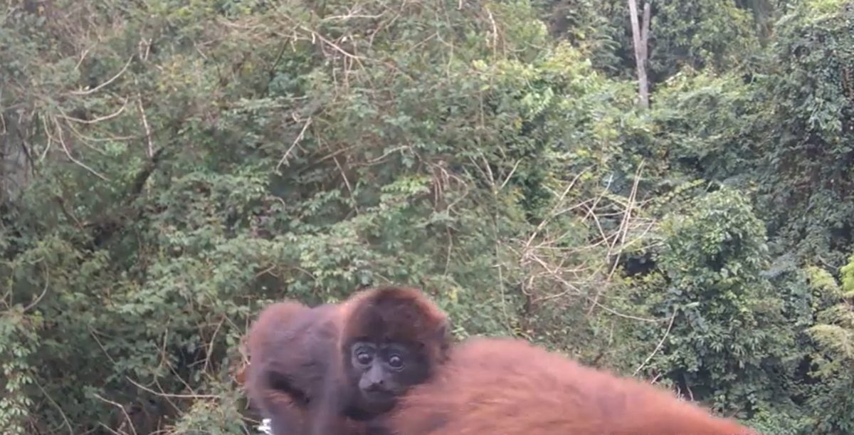 VÍDEO: bugios ameaçados de extinção atravessam ponte e se aproximam de câmera em SC
