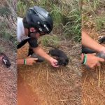 VÍDEO: Ciclista de MG dá água a cachorro abandonado sob calor de 37°C e pedala 5 km com ele no colo para encontrar novo tutor
