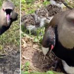 VÍDEO: Conhecido pela brabeza, quero-quero é alimentado na boca por amigo humano perto dos filhotes no RS (e não ataca)