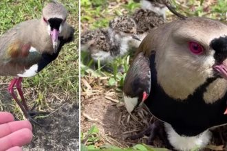 VÍDEO: Conhecido pela brabeza, quero-quero é alimentado na boca por amigo humano perto dos filhotes no RS (e não ataca)