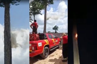 VÍDEO: fumaça saindo de castanheira chama atenção e mobiliza bombeiros no PA; especialista explica causas