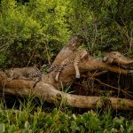 VÍDEO: onça-pintada ataca jacaré, mergulha em rio e vence disputa no Pantanal de MT