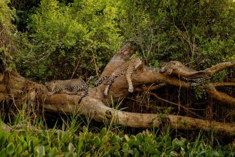 VÍDEO: onça-pintada ataca jacaré, mergulha em rio e vence disputa no Pantanal de MT