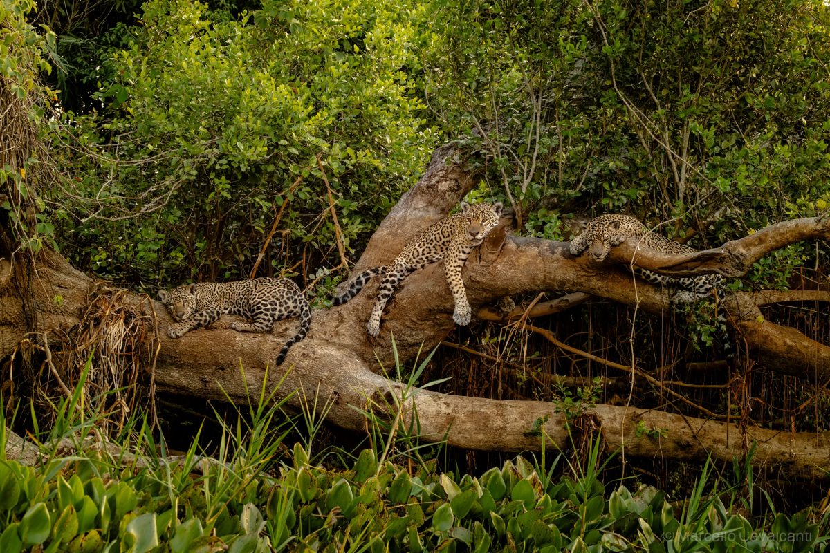 VÍDEO: onça-pintada ataca jacaré, mergulha em rio e vence disputa no Pantanal de MT
