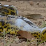 Vídeo: sucuri-amarela é flagrada rastejando nas proximidades de hotel no Pantanal de MT