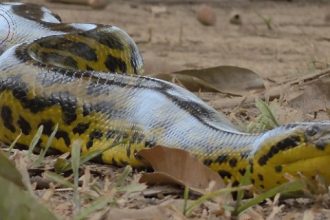 Vídeo: sucuri-amarela é flagrada rastejando nas proximidades de hotel no Pantanal de MT