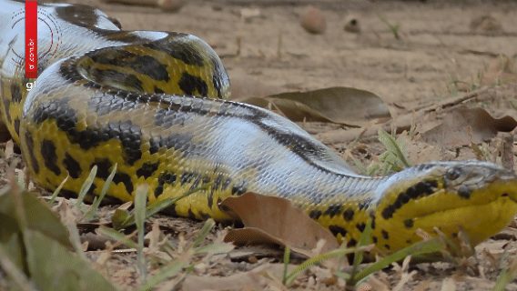 Vídeo: sucuri-amarela é flagrada rastejando nas proximidades de hotel no Pantanal de MT