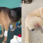 Violência contra cães, incluindo morte de animais, assusta moradores no interior de MG; polícia investiga