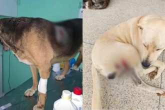 Violência contra cães, incluindo morte de animais, assusta moradores no interior de MG; polícia investiga